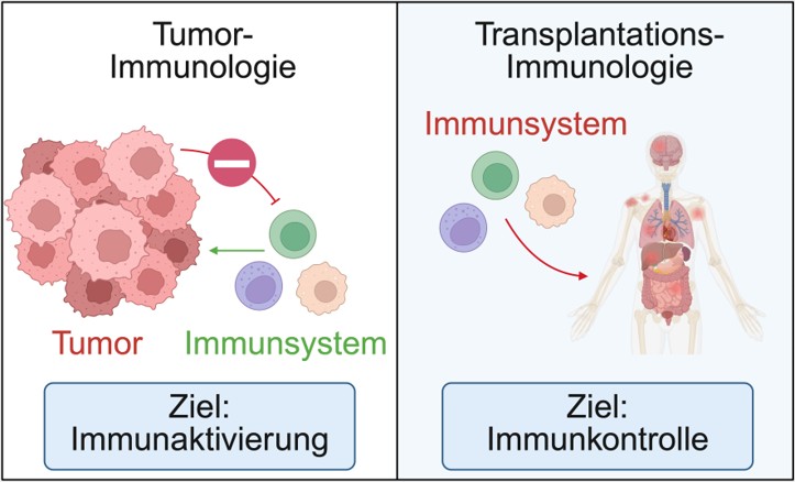 Tumor- und Transplantationsimmunologie Tumor- und Transplantationsimmunologie
